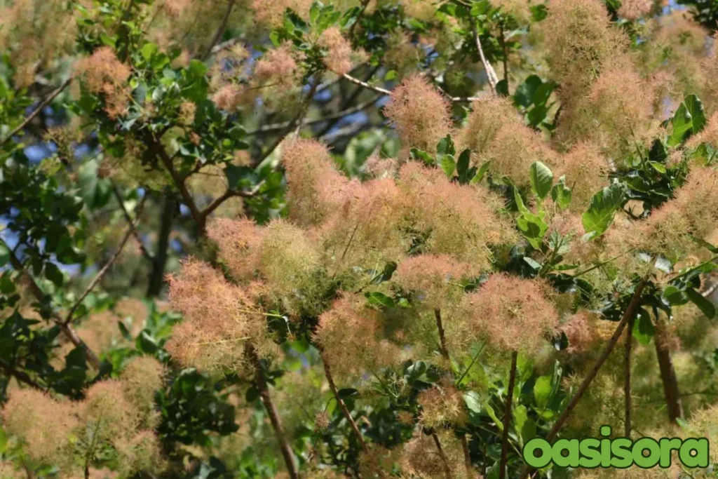 Velvet-Mesquite-(Prosopis-velutina)