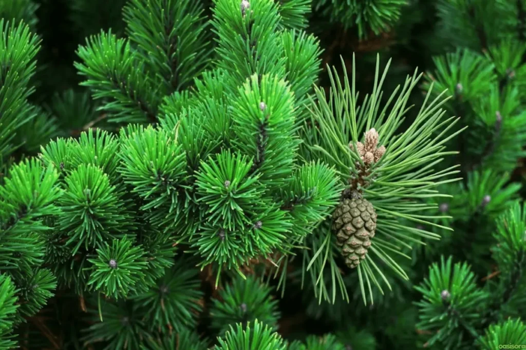 Desert Trees: 42 Beautiful Picks for Stylish Landscapes 24 Aleppo-Pine