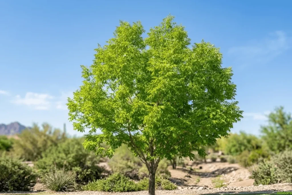 Desert Trees: 42 Beautiful Picks for Stylish Landscapes 15 Arizona-Ash-Tree