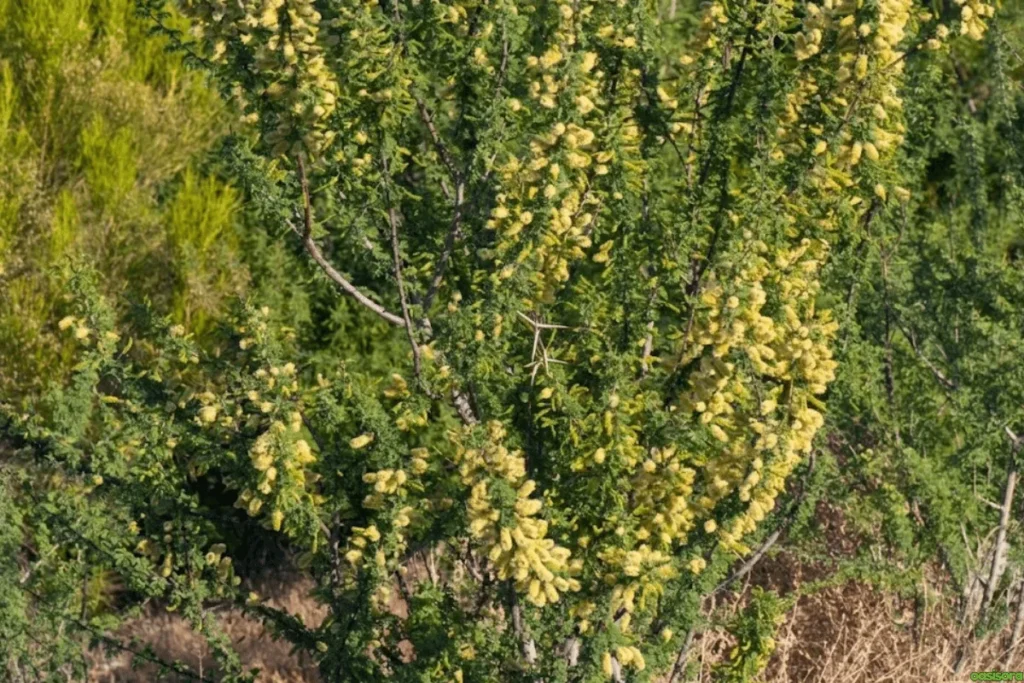Desert Trees: 42 Beautiful Picks for Stylish Landscapes 7 Catclaw-Acacia