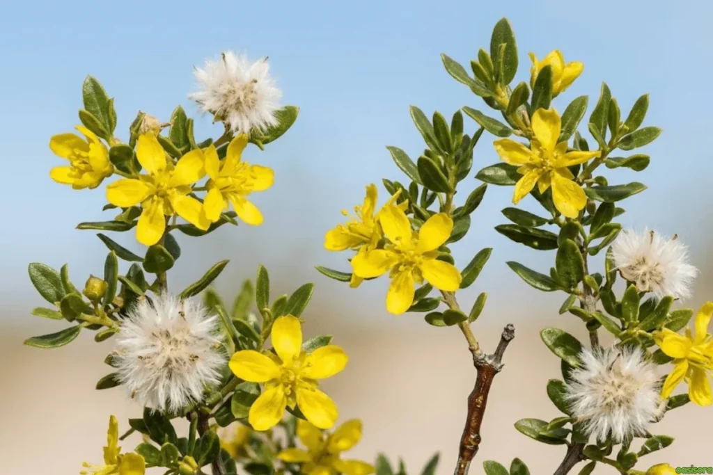 Desert Trees: 42 Beautiful Picks for Stylish Landscapes 32 Creosote-Bush