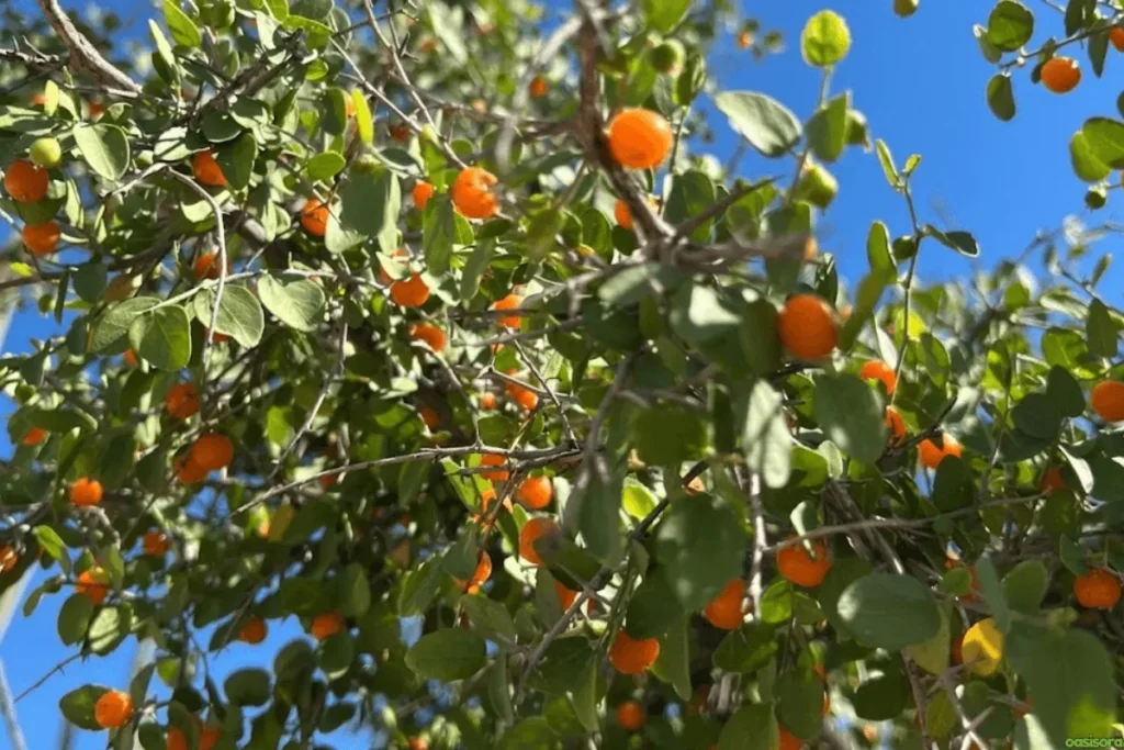 Desert Trees: 42 Beautiful Picks for Stylish Landscapes 11 Desert-Hackberry