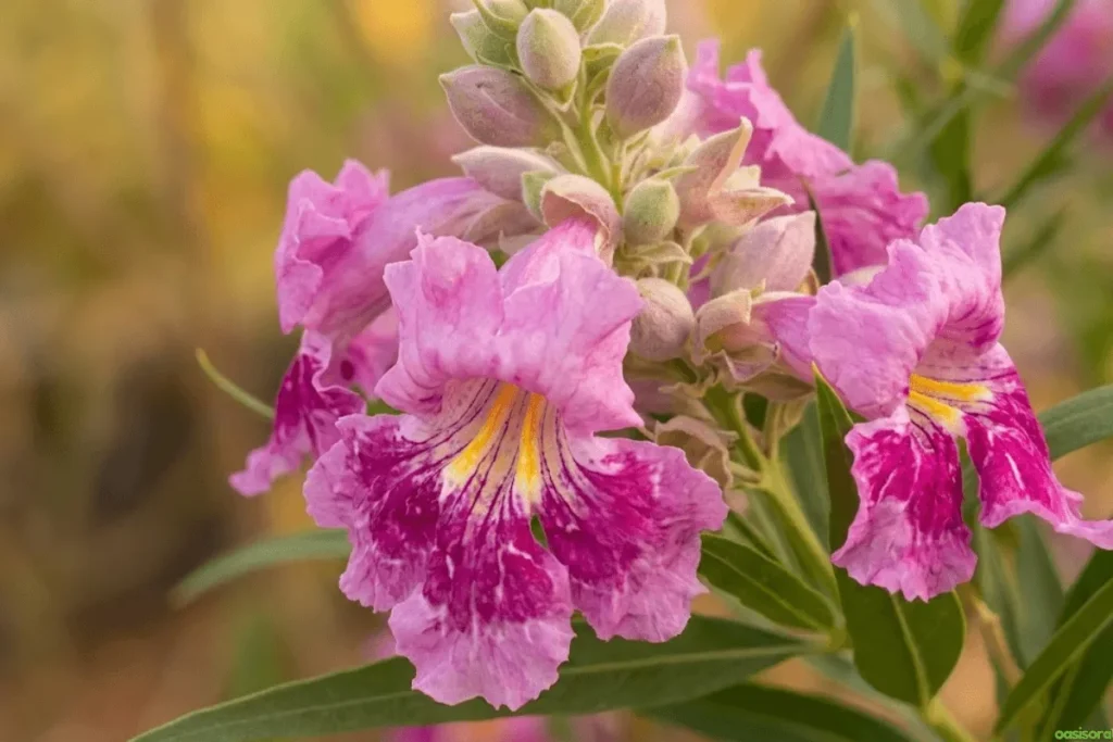 Desert Trees: 42 Beautiful Picks for Stylish Landscapes 4 Desert-Willow