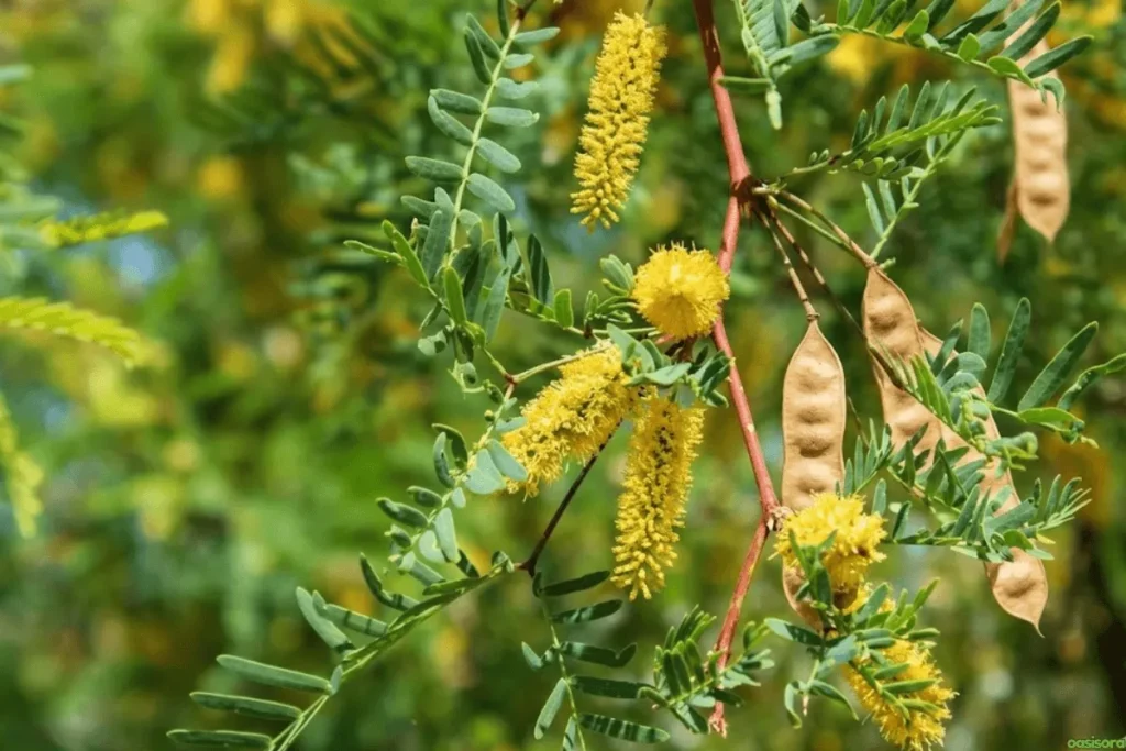Desert Trees: 42 Beautiful Picks for Stylish Landscapes 19 Honey-Mesquite