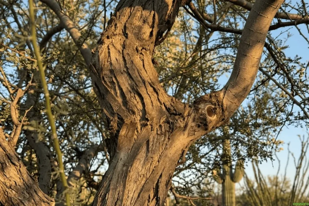 Desert Trees: 42 Beautiful Picks for Stylish Landscapes 3 Ironwood-Tree