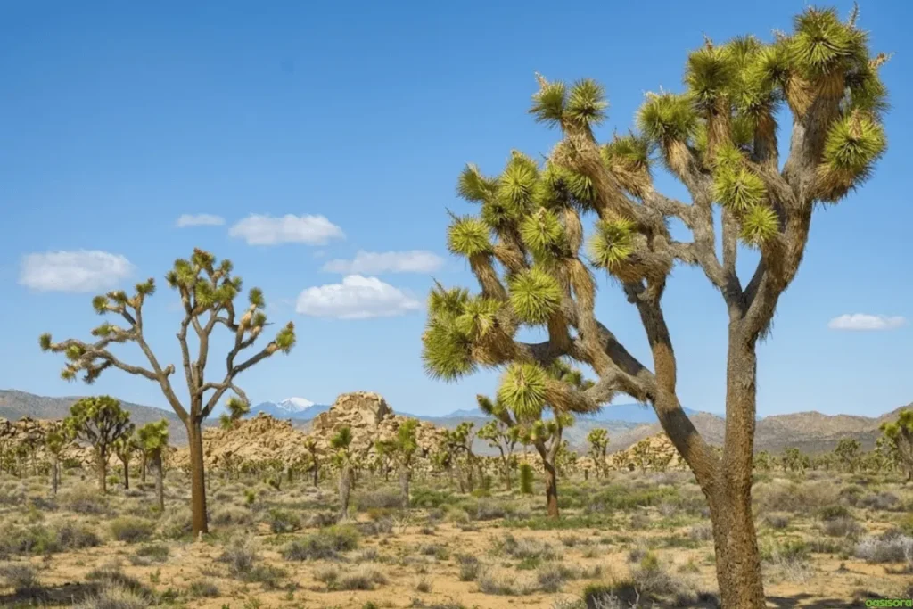 Desert Trees: 42 Beautiful Picks for Stylish Landscapes 30 Joshua-Tree