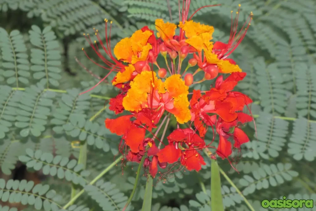 Mexican-Bird-of-Paradise
