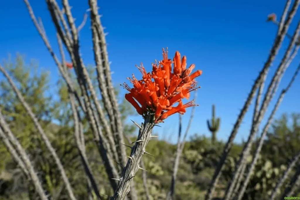 Desert Trees: 42 Beautiful Picks for Stylish Landscapes 10 Ocotillo