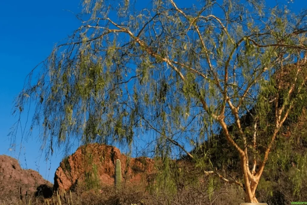 Desert Trees: 42 Beautiful Picks for Stylish Landscapes 29 Palo-Blanco