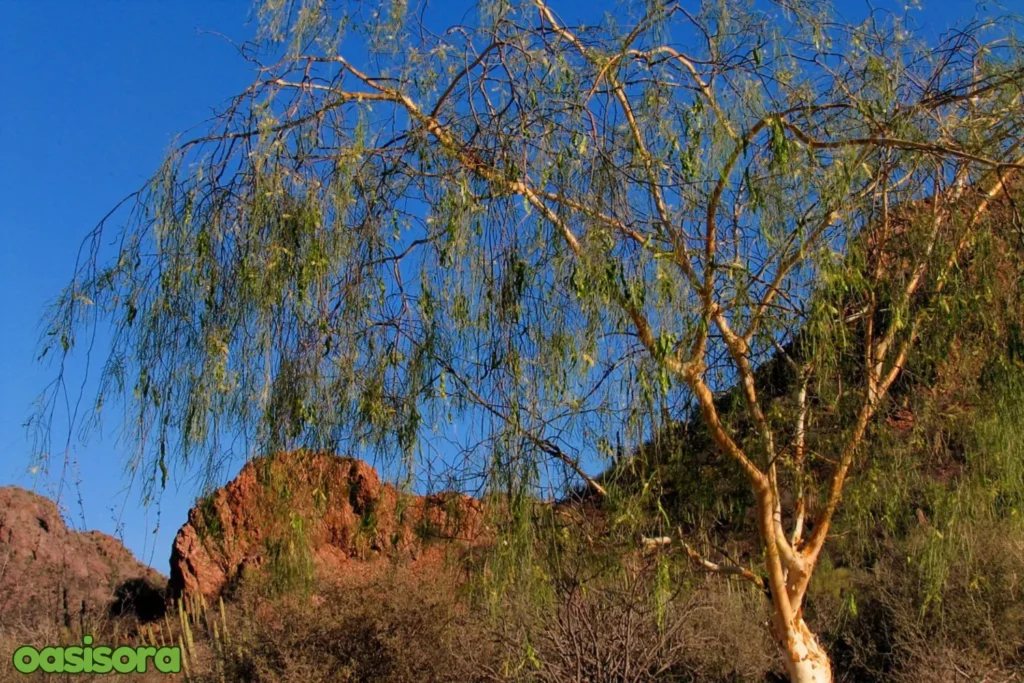 Palo-Blanco-Acacia-willardiana