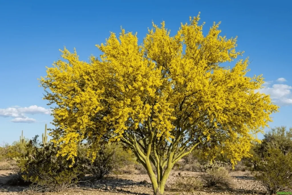 Desert Trees: 42 Beautiful Picks for Stylish Landscapes 12 Palo-Brea-Tree