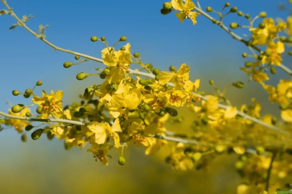 Desert Trees: 42 Beautiful Picks for Stylish Landscapes 2 Paloverde