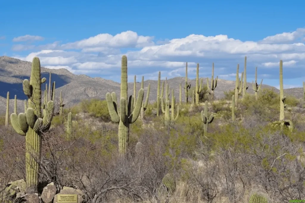 Desert Trees: 42 Beautiful Picks for Stylish Landscapes 31 Saguaro-Cactus
