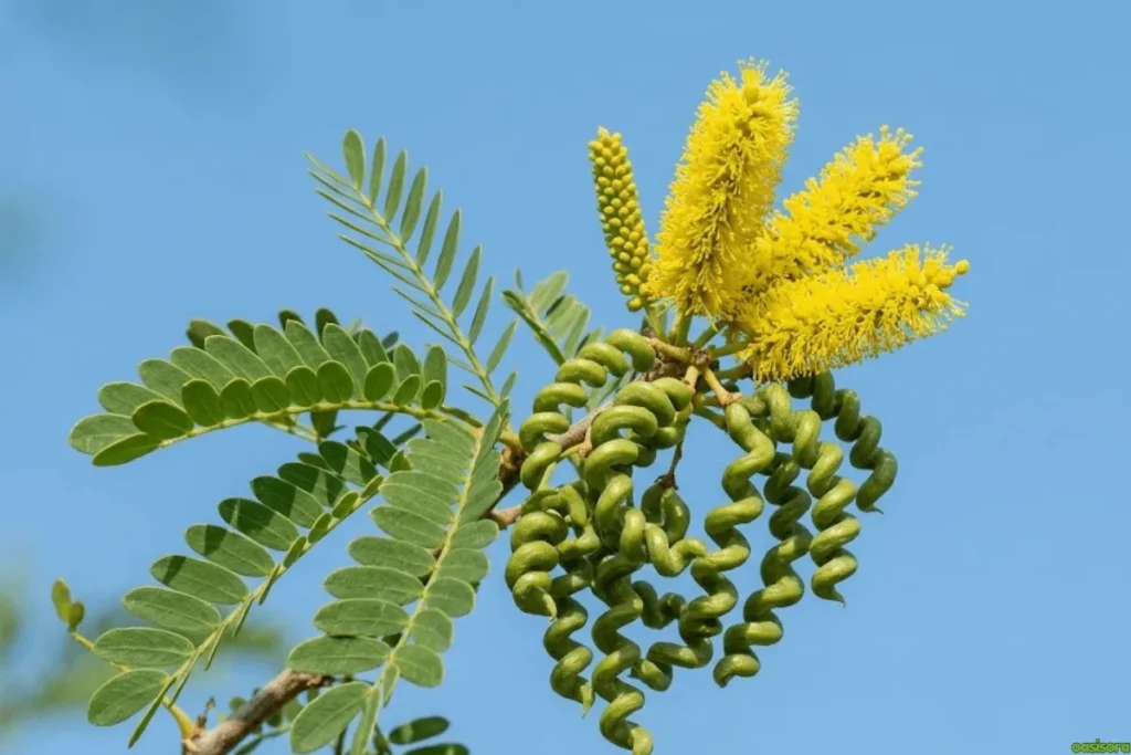 Desert Trees: 42 Beautiful Picks for Stylish Landscapes 18 Screwbean-Mesquite