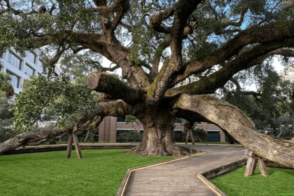 Desert Trees: 42 Beautiful Picks for Stylish Landscapes 23 Southern-Live-Oak