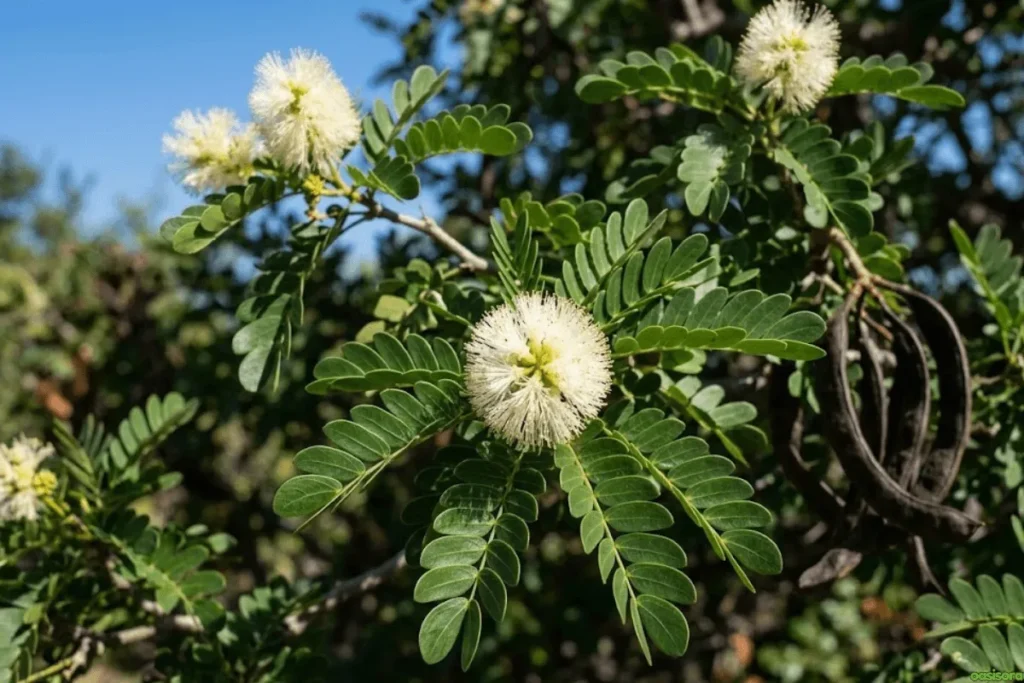 Desert Trees: 42 Beautiful Picks for Stylish Landscapes 6 Texas-Ebony