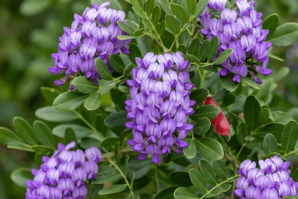 Desert Trees: 42 Beautiful Picks for Stylish Landscapes 21 Texas-Mountain-Laurel
