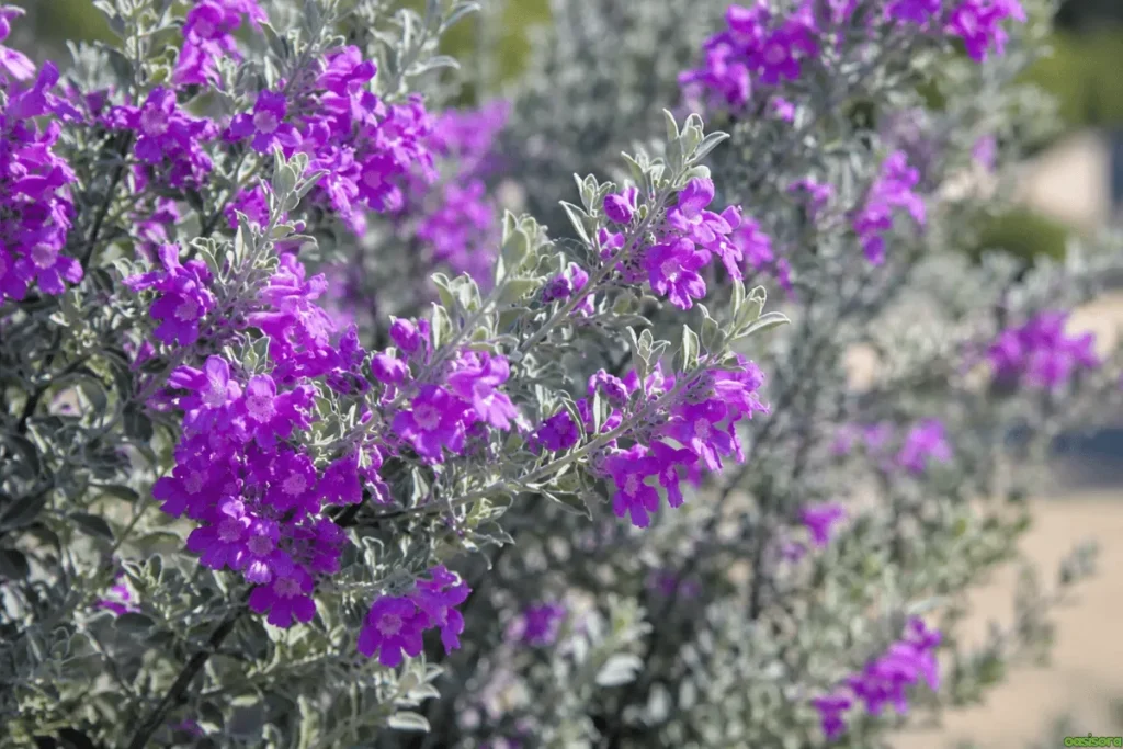 Desert Trees: 42 Beautiful Picks for Stylish Landscapes 40 Texas-Sage