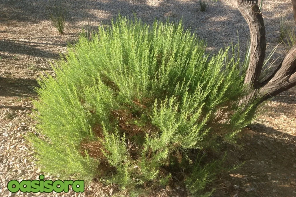 Turpentine-Bush-Ericameria-laricifolia