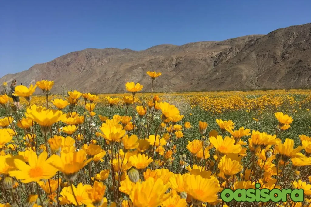 desert-sunflower