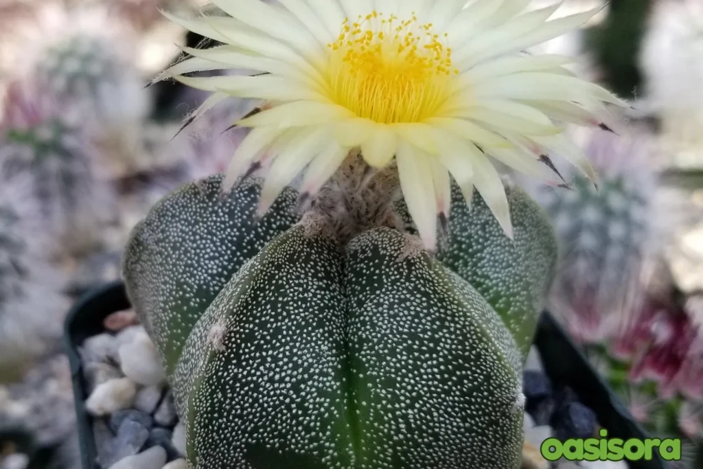 Bishop-Cap-Cactus