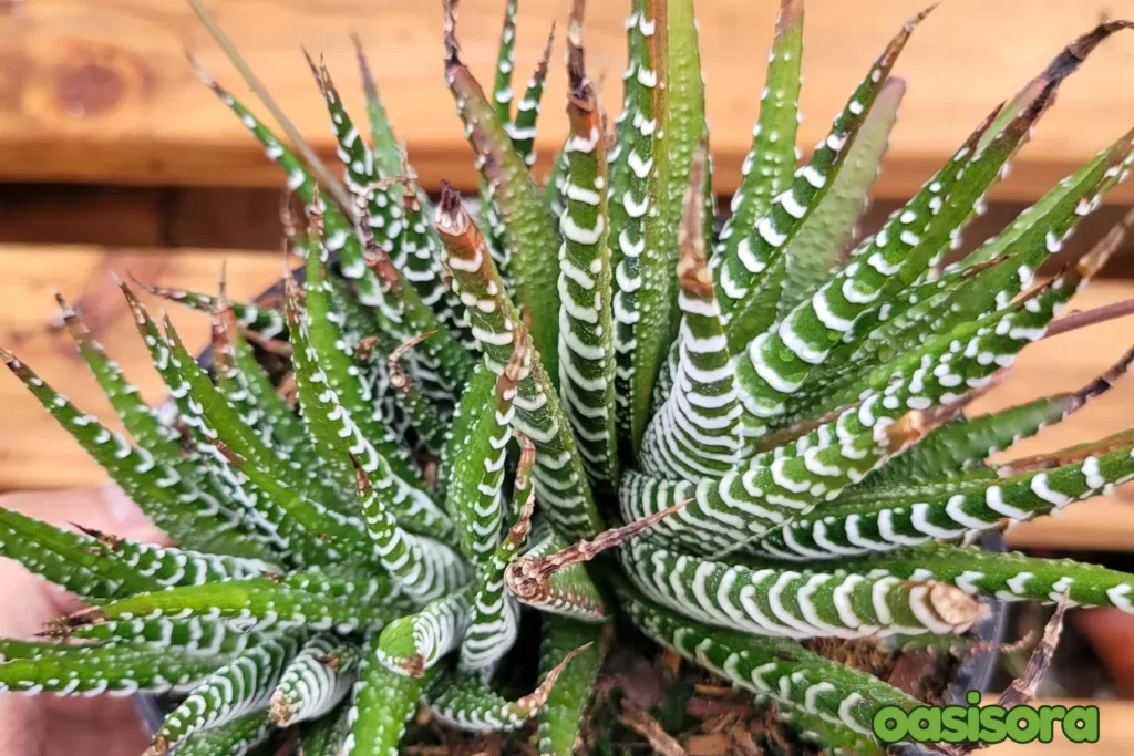 Zebra-Haworthia