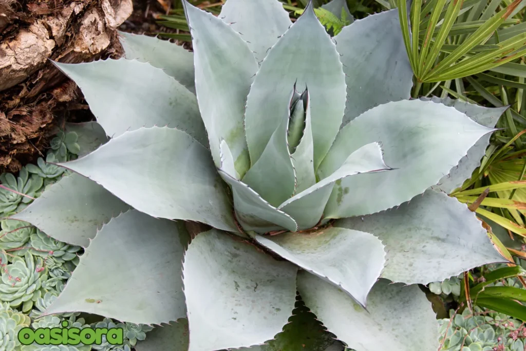 Whale-Tongue-Agave