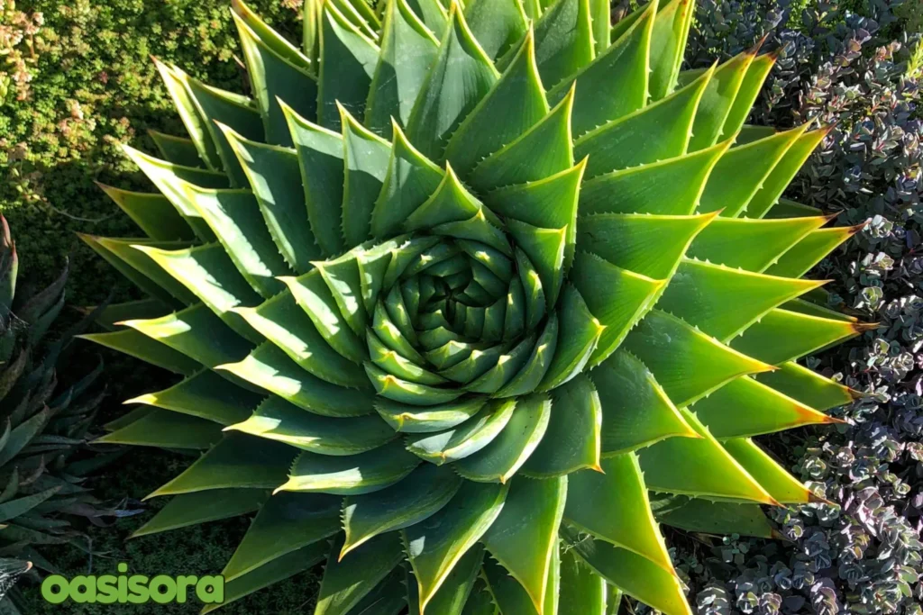 Spiral-Aloe