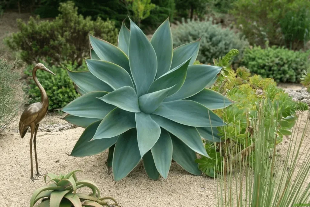 Agave-Plant