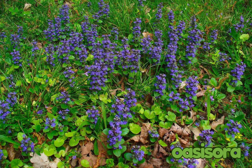 Ajuga-reptans