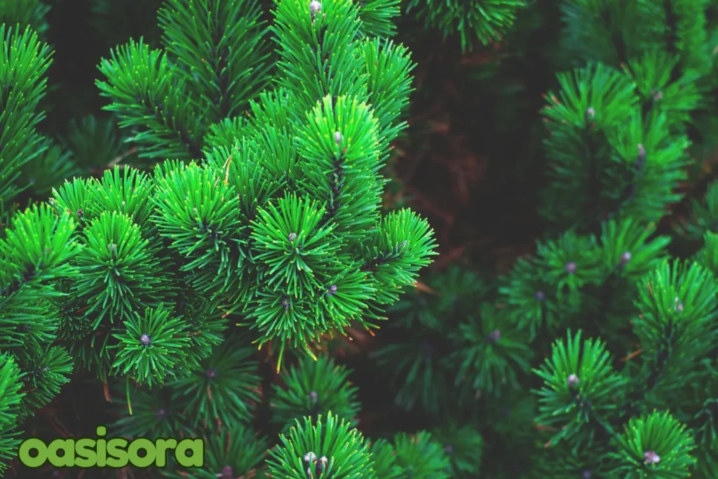 
Aleppo-Pine-Pinus-halepensis