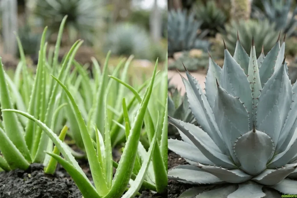 Aloe-Vera