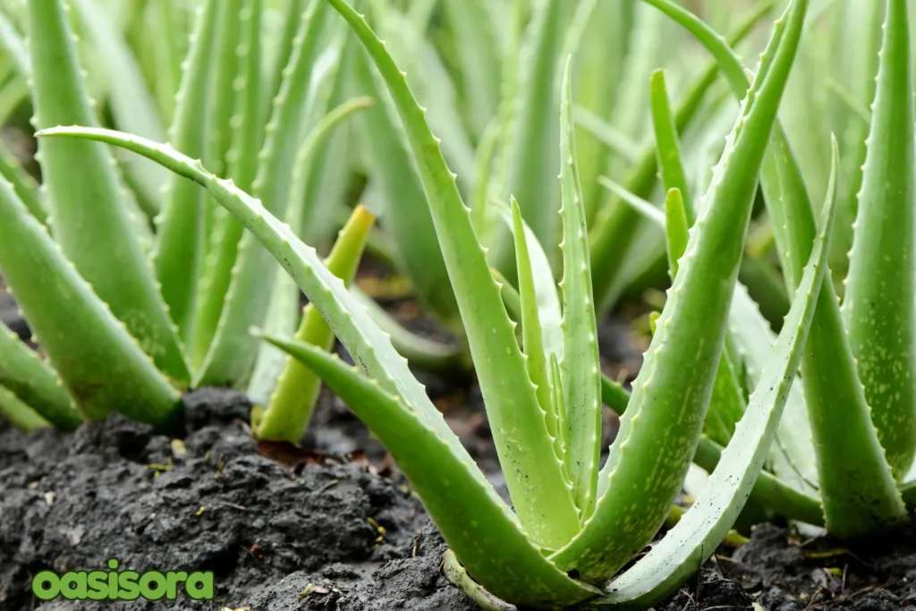 Aloe-Vera.webp
