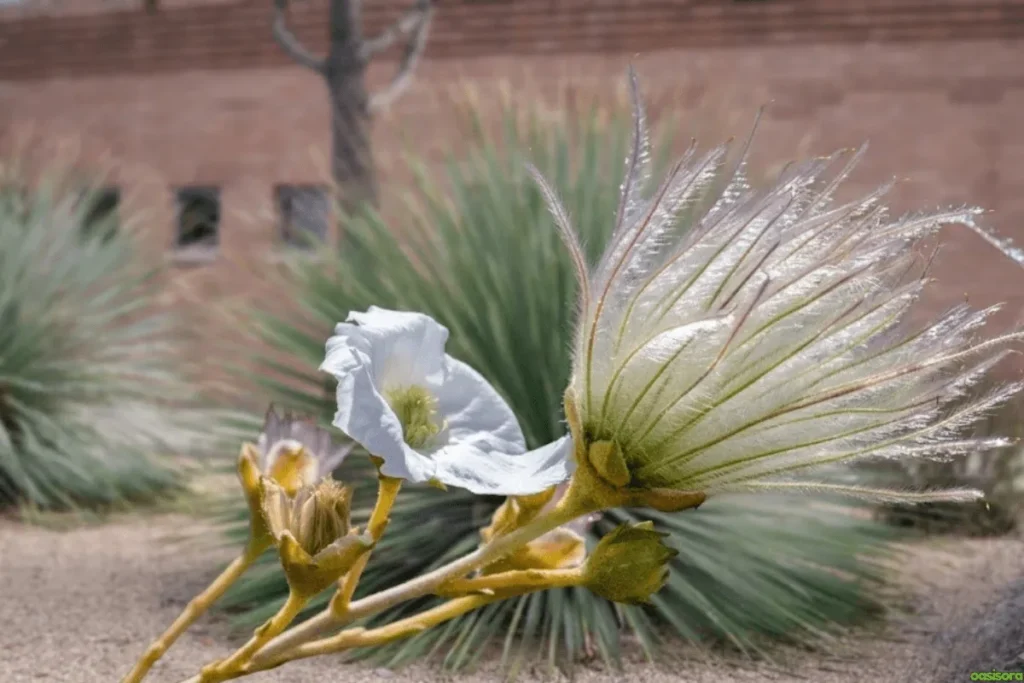 Apache-Plume