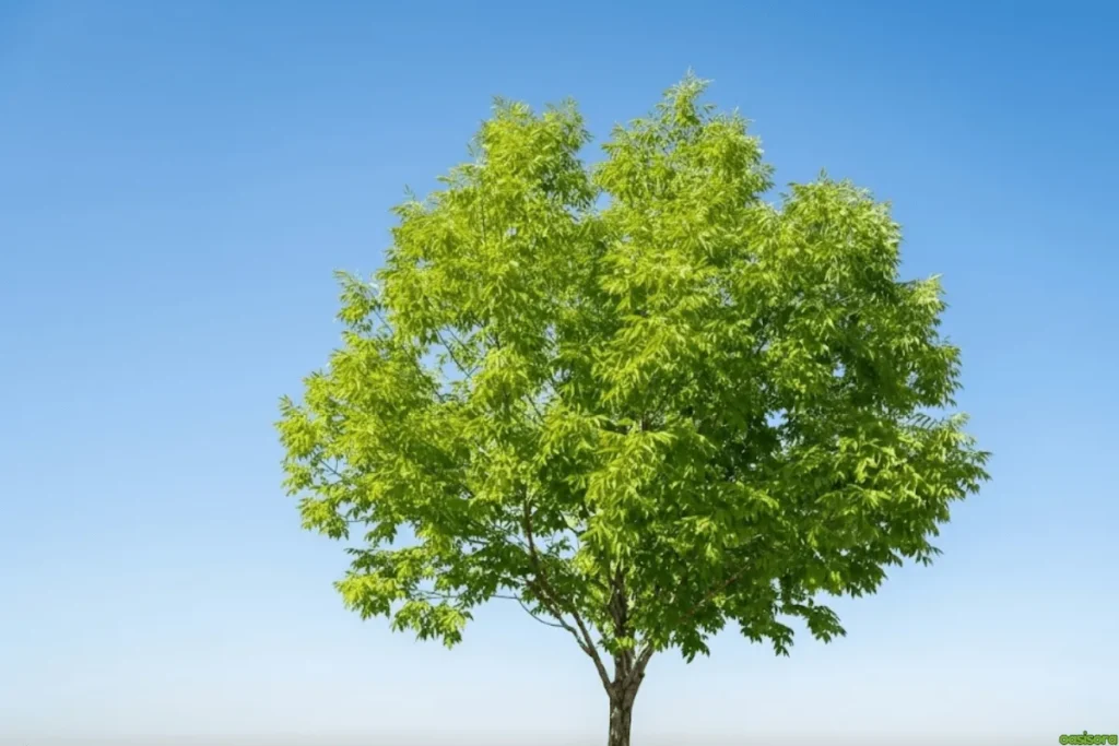Arizona-Ash-Tree