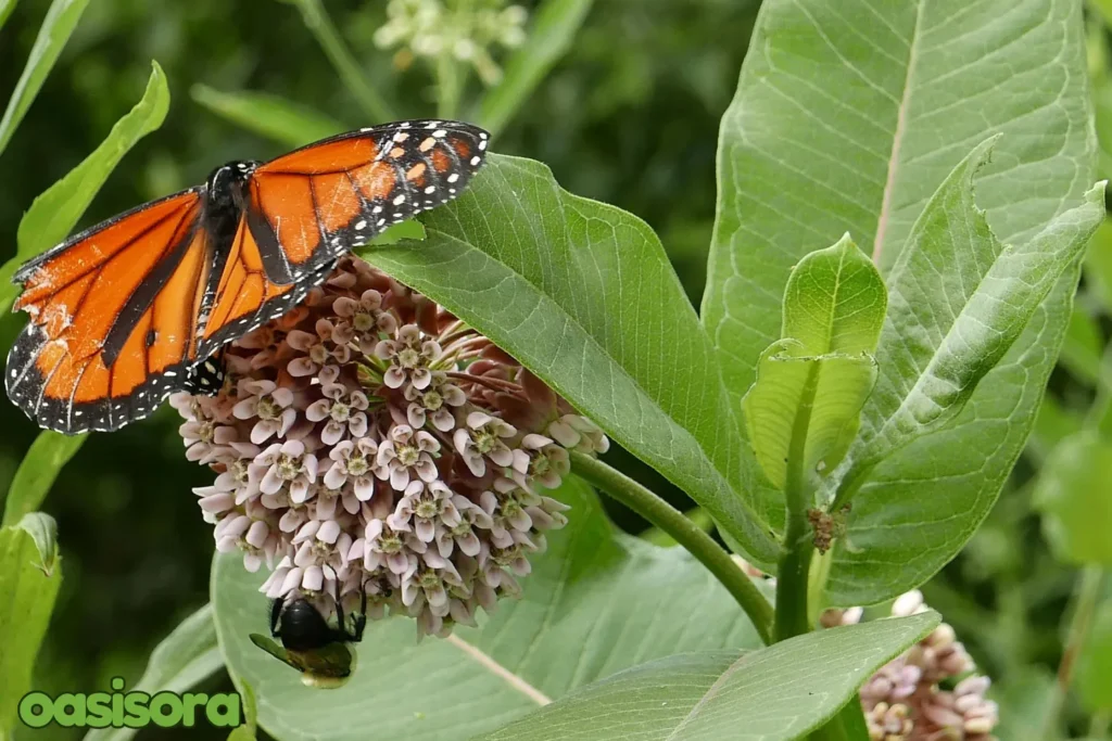 Attracting-Pollinators-Beneficial-Insects-for-plants.
