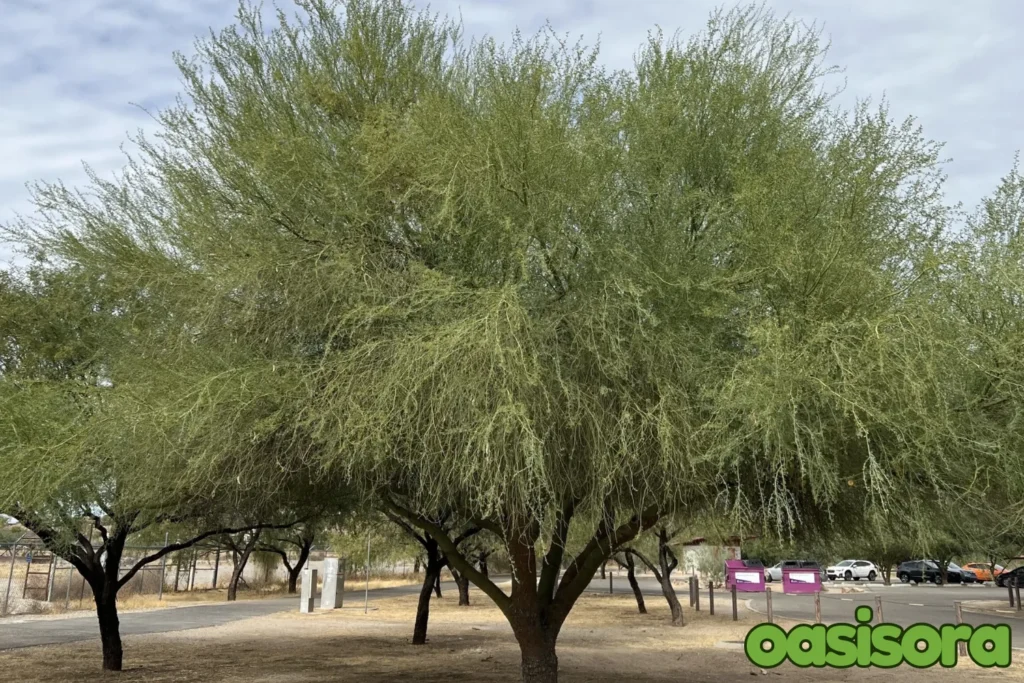 Blue-Palo-Verde-Parkinsonia-florida