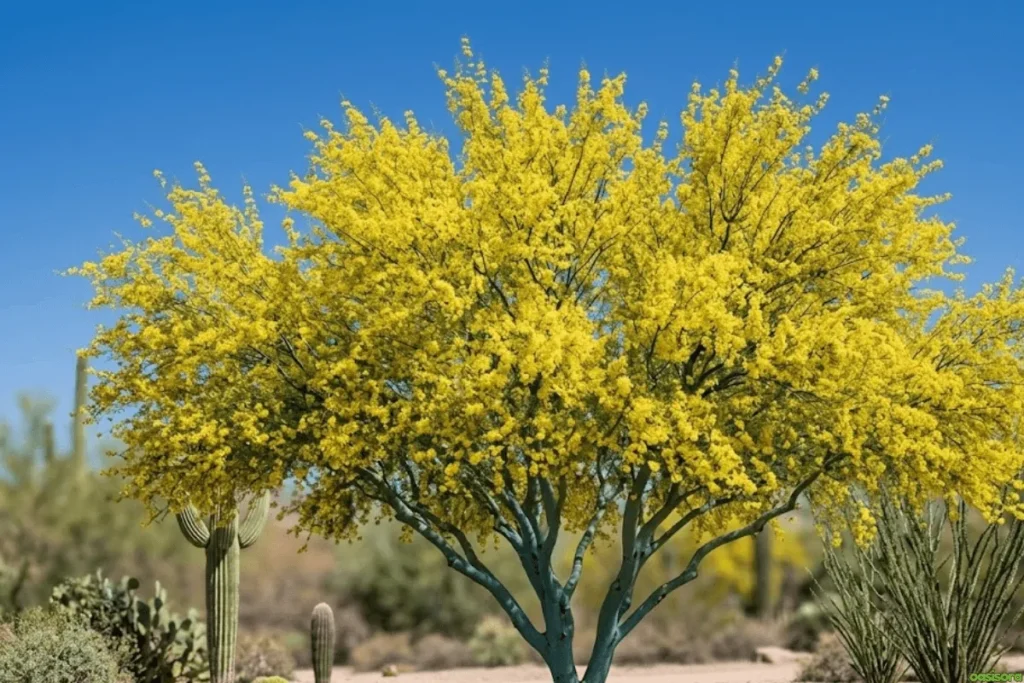 Blue-Palo-Verde-Tree