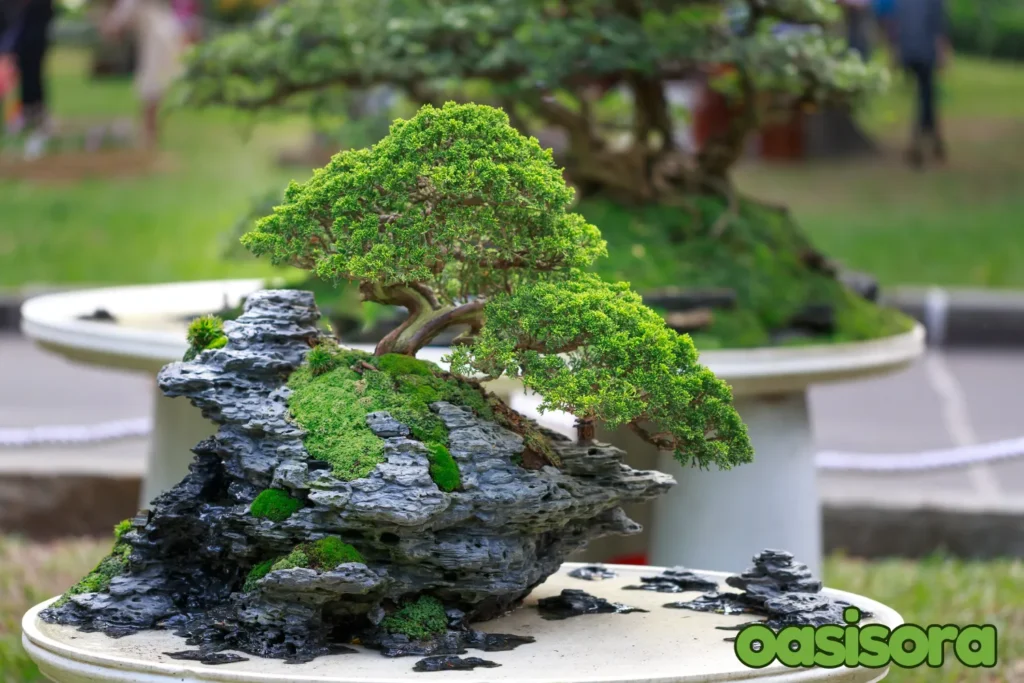 Bonsai-tree.webp
