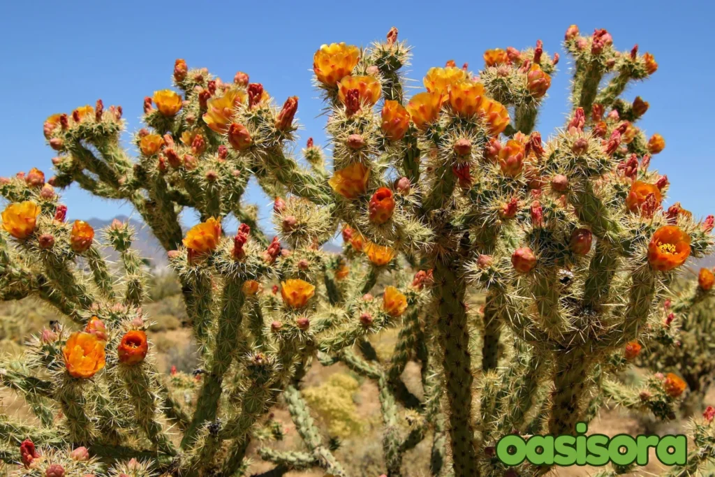 Buckhorn-Cholla-Cylindropuntia-acanthocarpa.webp
