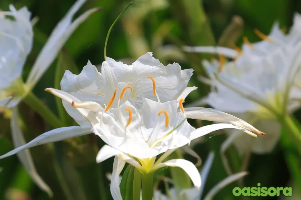 Capturing-the-Beauty-of-Spider-Lilies
