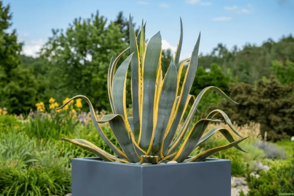 Century-Plant