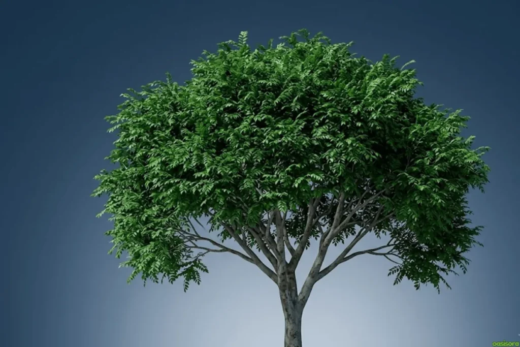 Chinese-Elm