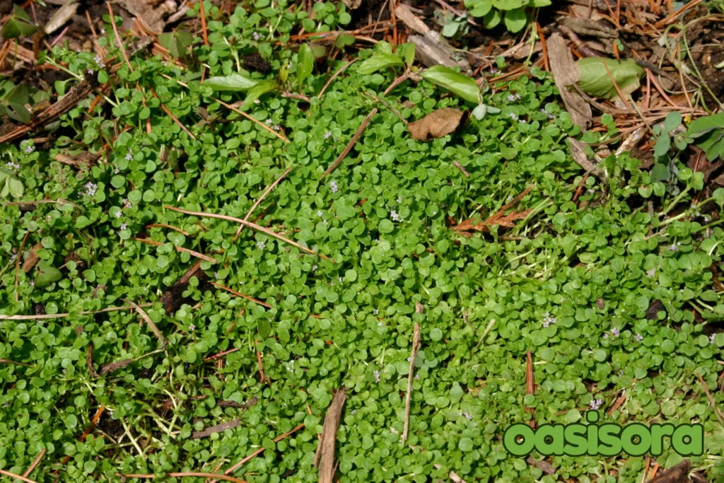 Corsican-Mint-Mentha-requienii