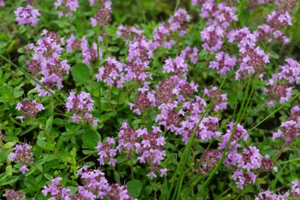 Creeping-Thyme