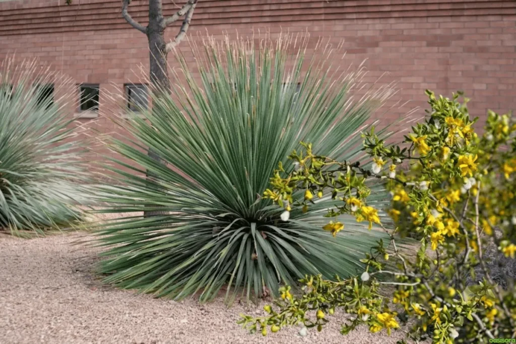 Creosote-Bush