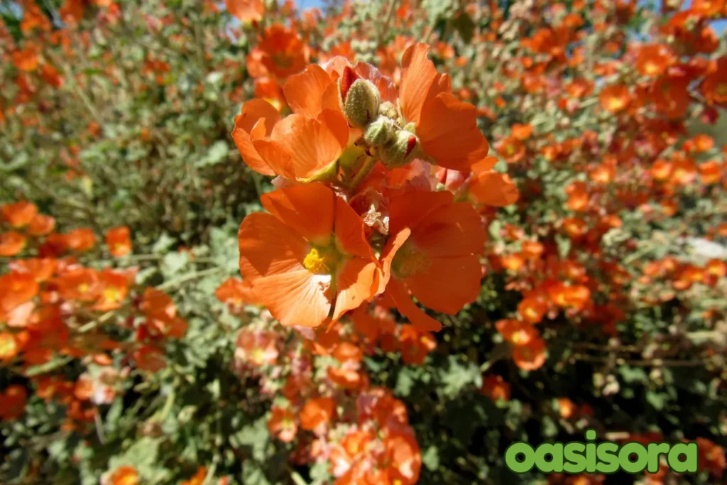 Desert-Globemallow.webp
