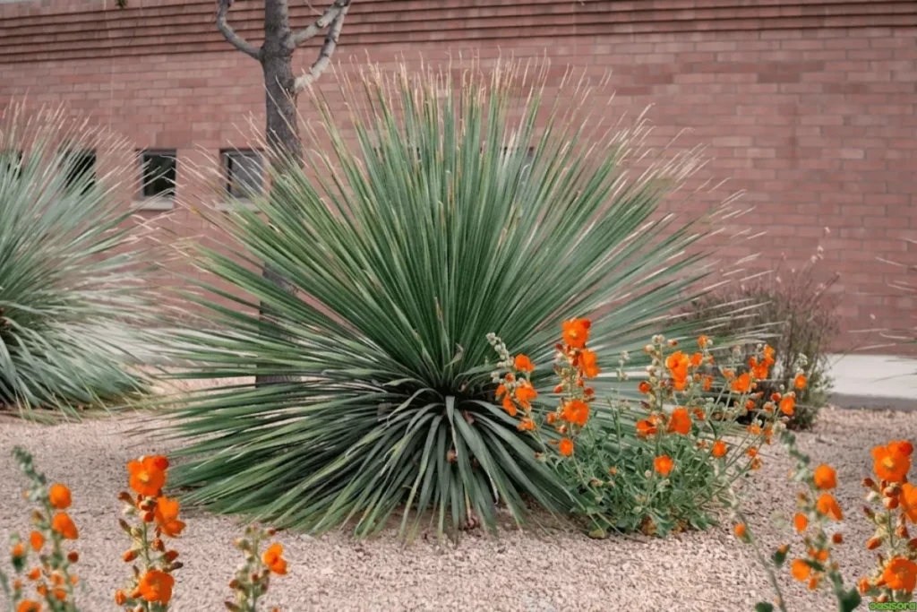 Desert-Globemallow