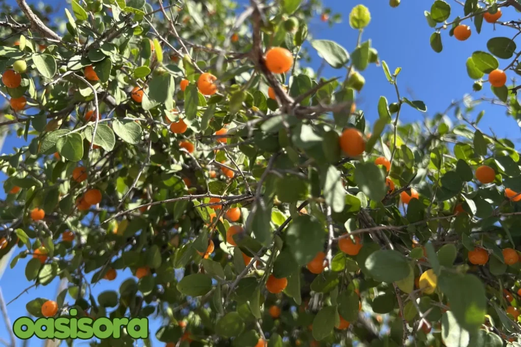 
Desert-Hackberry-Celtis-pallida