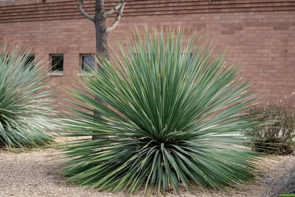 Desert-Hardy-Plant